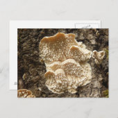 Hericium cirrhatum Champignons Carte postale (Devant / Derrière)