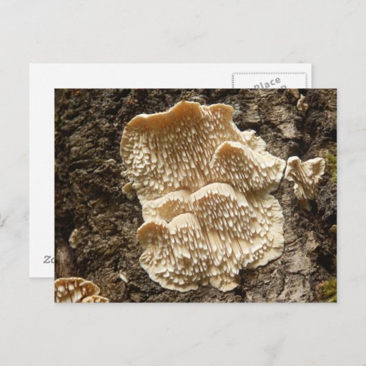 Hericium cirrhatum Champignons Carte postale (Devant / Derrière)