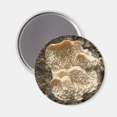 Hericium cirrhatum Magnet de champignons (Recto/Verso)