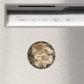 Hericium cirrhatum Magnet de champignons (In Situ (Lave-vaisselle))
