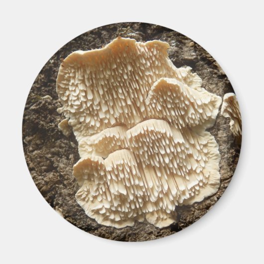 Hericium cirrhatum Magnet de champignons (Devant)