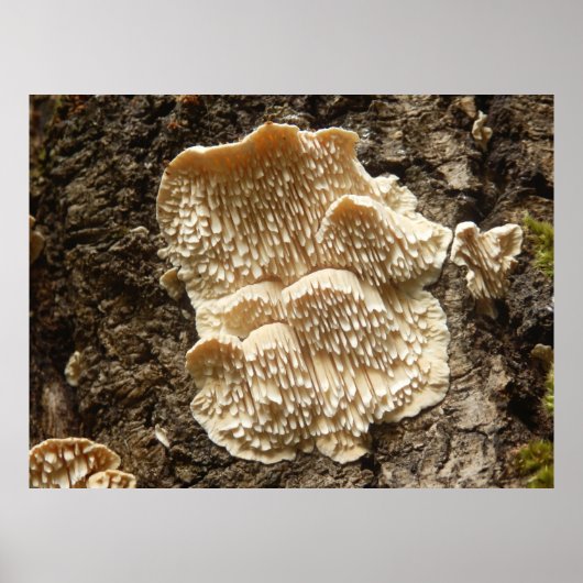 Hericium cirrhatum Poster de champignons (Devant)