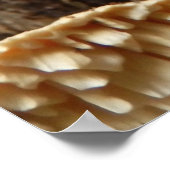 Hericium cirrhatum Poster de champignons (Coin)