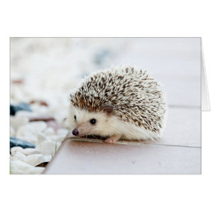 Hérisson bébé mignon