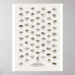 Herkauwers - Naturalist's Library Poster