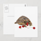 Hermann Tortoise en aardbeien Briefkaart (Voorkant / Achterkant)