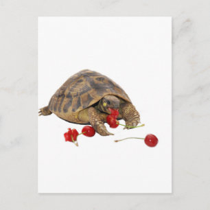 Hermann Tortoise en aardbeien Briefkaart