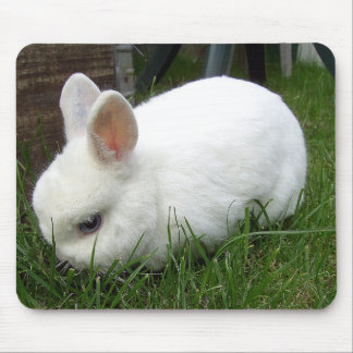 Hermelinkaninchen Muismat