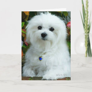 Hermes de Maltese Kaart