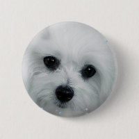 Hermes de Maltese