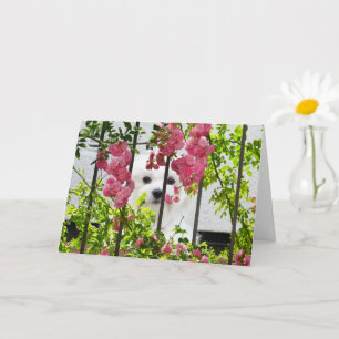 Hermes het Maltese blanco Wenskaart Kaart