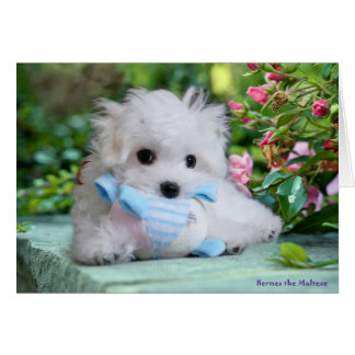 Hermes the Maltese Birthday Card