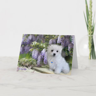 Hermes the Maltese Birthday Card Kaart