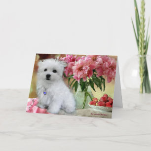 Hermes the Maltese Birthday Card Kaart