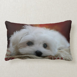 Hermes the Maltese Pillow Kussen
