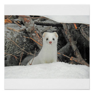 Hermine Blanche Perfect Poster