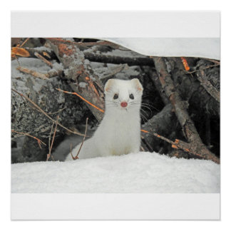 Hermine Blanche Perfect Poster