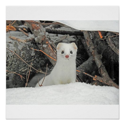 Hermine Blanche Perfect Poster (Voorkant)