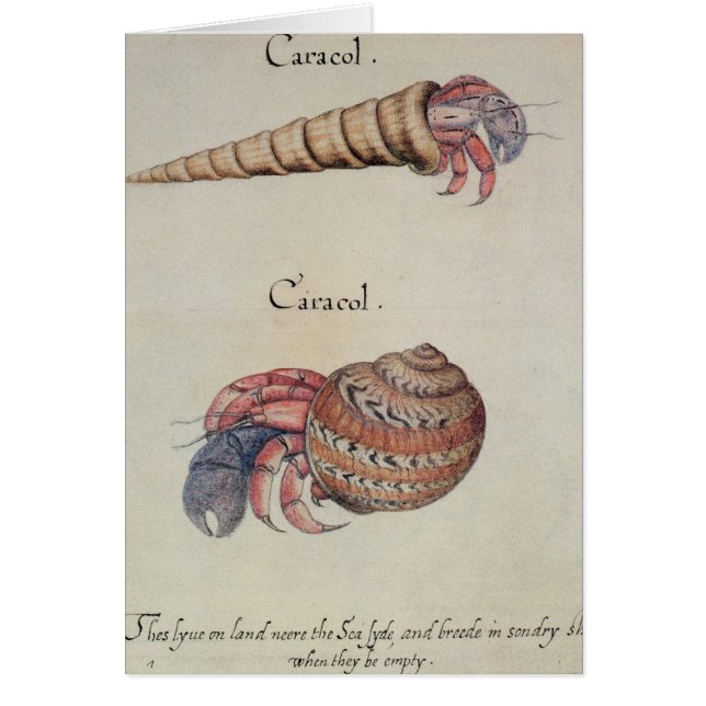 Hermit Crab (Voorkant)