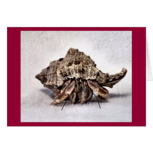 Hermit crab #1