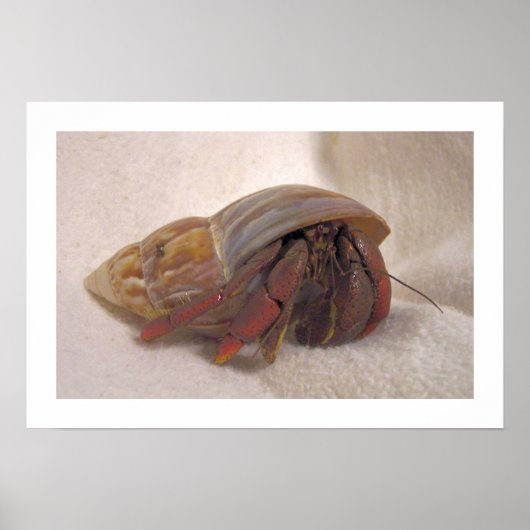 Hermit Crab #10 Poster (Voorkant)