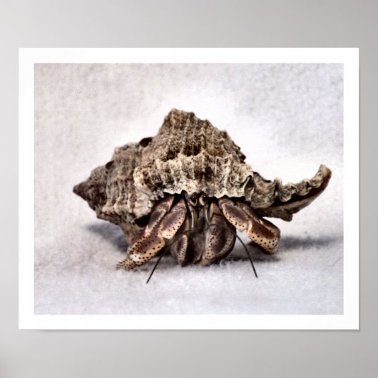 Hermit crab #1 poster (Voorkant)
