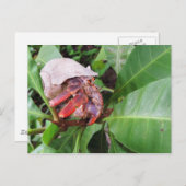 Hermit Crab Briefkaart (Voorkant / Achterkant)