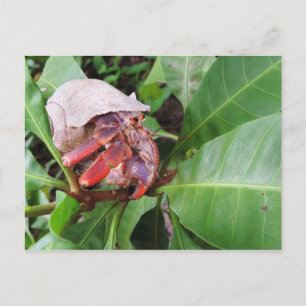 Hermit Crab Briefkaart
