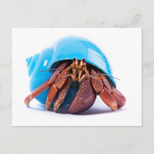 Hermit Crab Briefkaart (Voorkant)