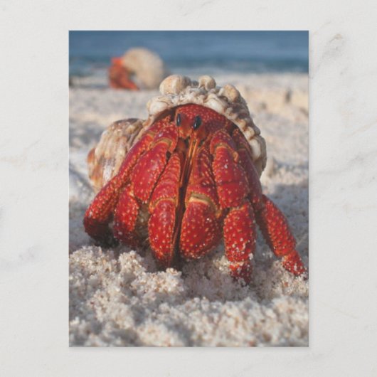 Hermit Crab Briefkaart (Voorkant)