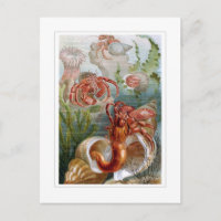 Hermit Crab