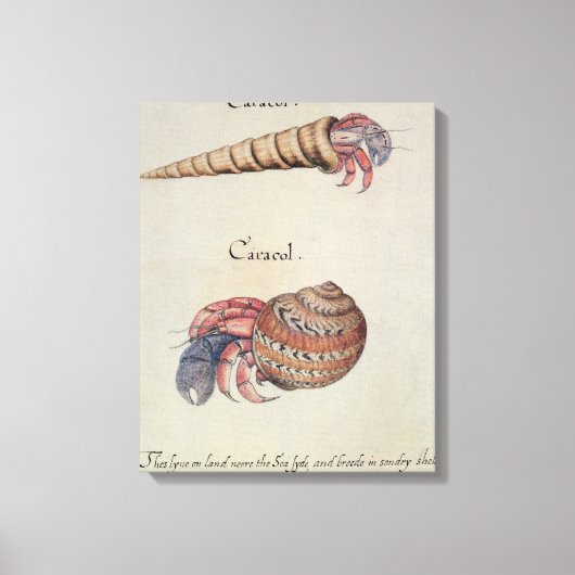 Hermit Crab Canvas Afdruk (Voorkant)