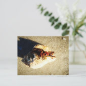 Hermit Crab Clearwater Beach Florida Briefkaart (Staand voorkant)