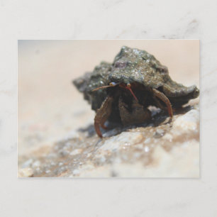 Hermit Crab foto afgedrukt Briefkaart