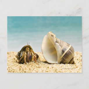 Hermit crab kijkt naar grotere schelp briefkaart