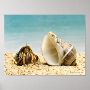 Hermit crab kijkt naar grotere schelp poster