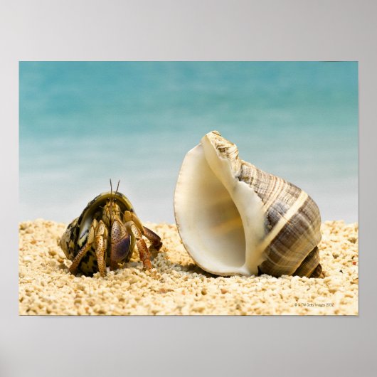 Hermit crab kijkt naar grotere schelp poster (Voorkant)