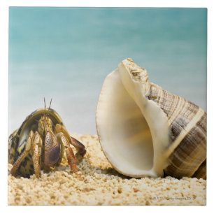 Hermit crab kijkt naar grotere schelp tegeltje