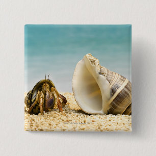 Hermit crab kijkt naar grotere schelp vierkante button 5,1 cm