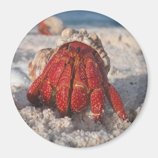 Hermit Crab Magneet (Voorkant)