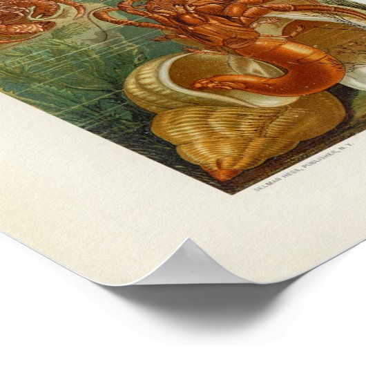 Hermit Crab Zee Anemone Marine Life Print (Hoek)