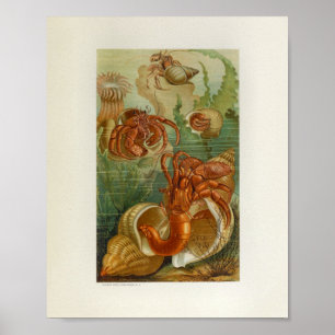 Hermit Crab Zee Anemone Marine Life Print