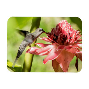 Hermit Small Magnet (witte baard) Magneet