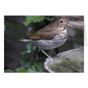 Hermit Thrush