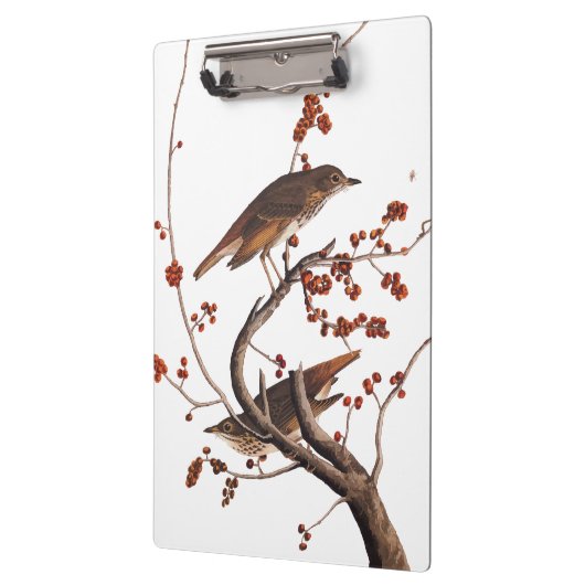 Hermit Thrush Audubon Bird met Red Berries Klembord (Links)