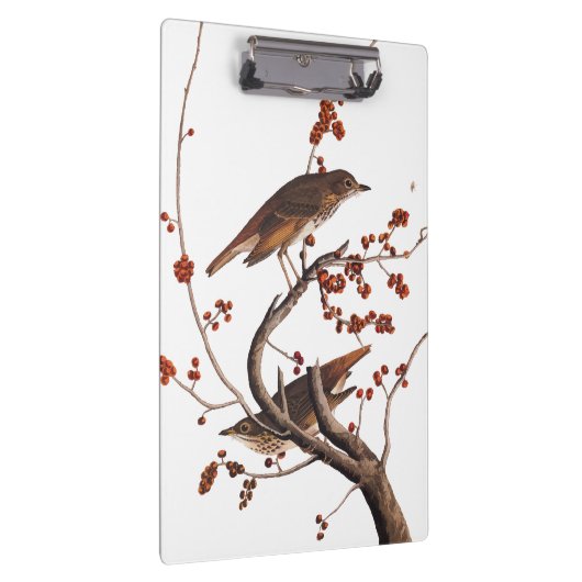 Hermit Thrush Audubon Bird met Red Berries Klembord (Rechts)