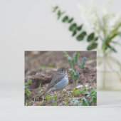 Hermit Thrush Briefkaart (Staand voorkant)