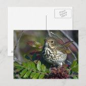 Hermit Thrush Briefkaart (Voorkant / Achterkant)