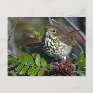 Hermit Thrush Briefkaart