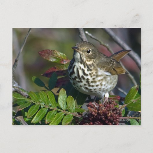 Hermit Thrush Briefkaart (Voorkant)